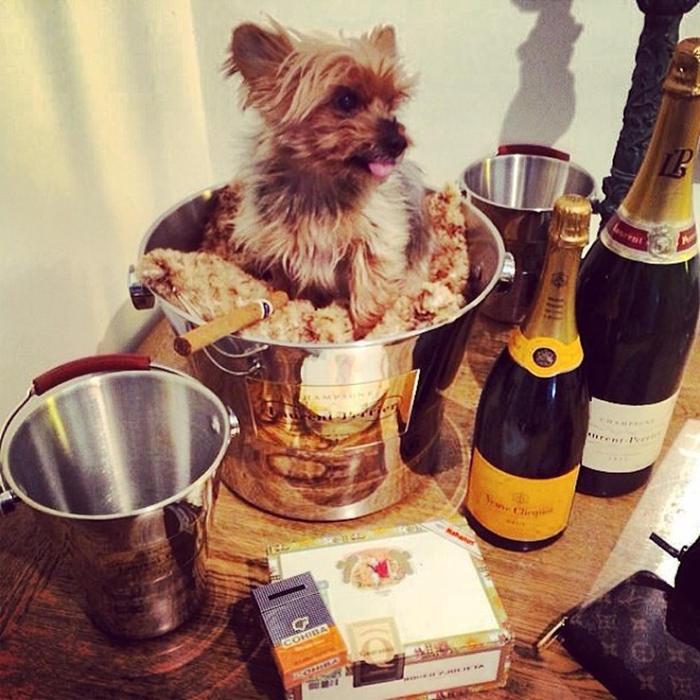 Instagram�ın zengin köpekleri Magazin Haberleri NTV