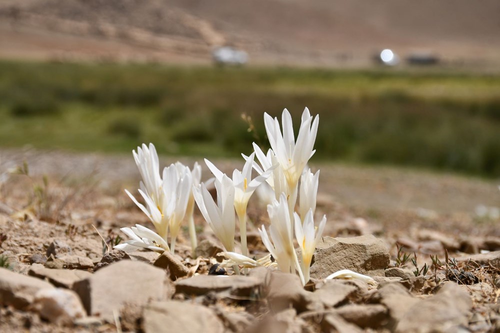 Havalar so�udu, y�l�n son �i�ekleri a�t�