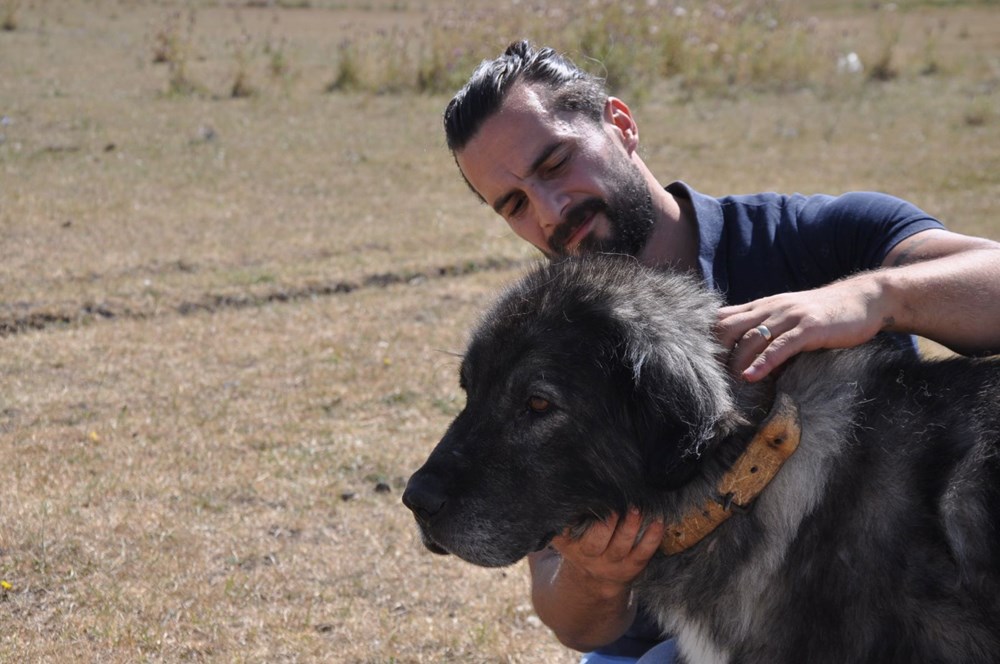 Coğrafi işaretli Kars çoban köpeğinin saflaştırılması için çalışma başlatıldı - 10
