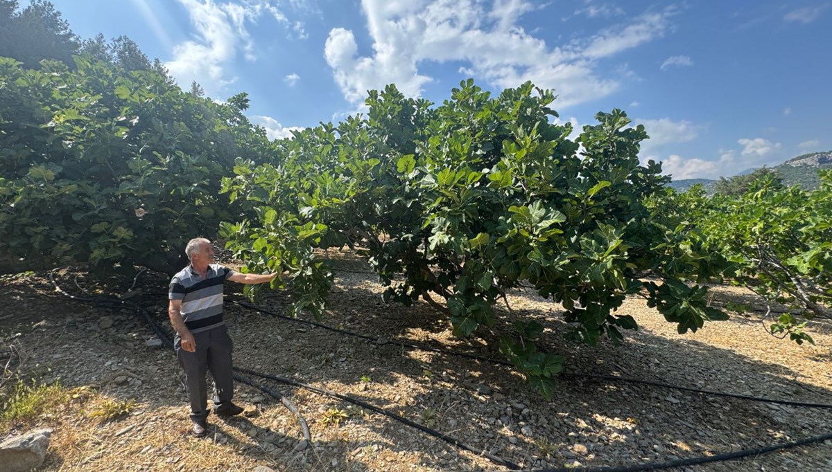 Sıcak hava neden oldu: Rekolte yüzde 50 düştü