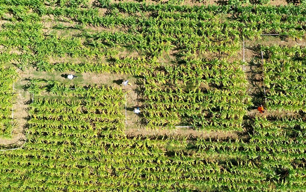 T�rkiye'nin ilk 'm�s�r labirenti'