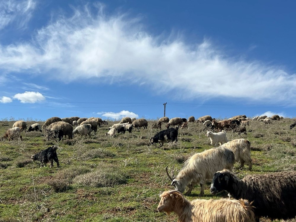 Çoban krizi büyüyor: 70 bin lira maaşı beğenmiyorlar 75 6iQ1K09YlE2i CRX4geHWA