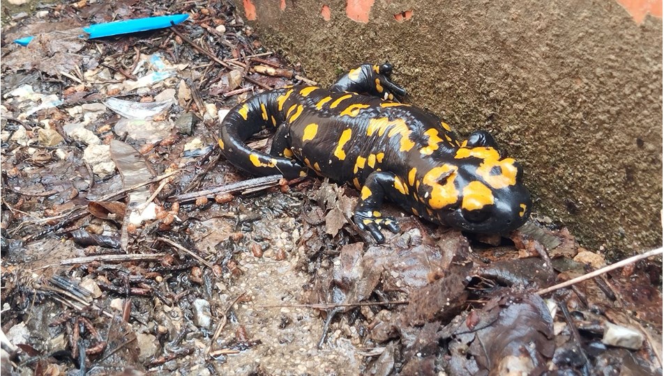 Adana'da sarı benekli semender görüldü