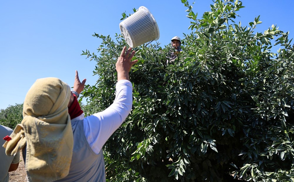 Kilosu 8-15 TL arasında: Adana'da verim yüksek - 3