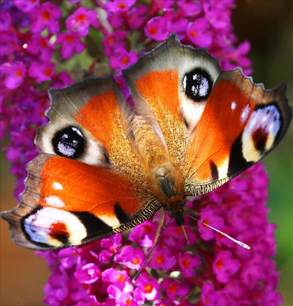 Живой крас. Павлиний глаз (бабочка). Яркие бабочки. Цветы и животные. Бабочки в природе.
