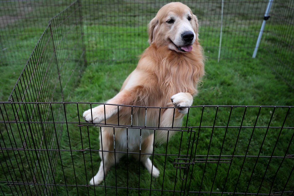 ABD 100'den fazla ülkeden köpek ithalatını yasakladı - 1