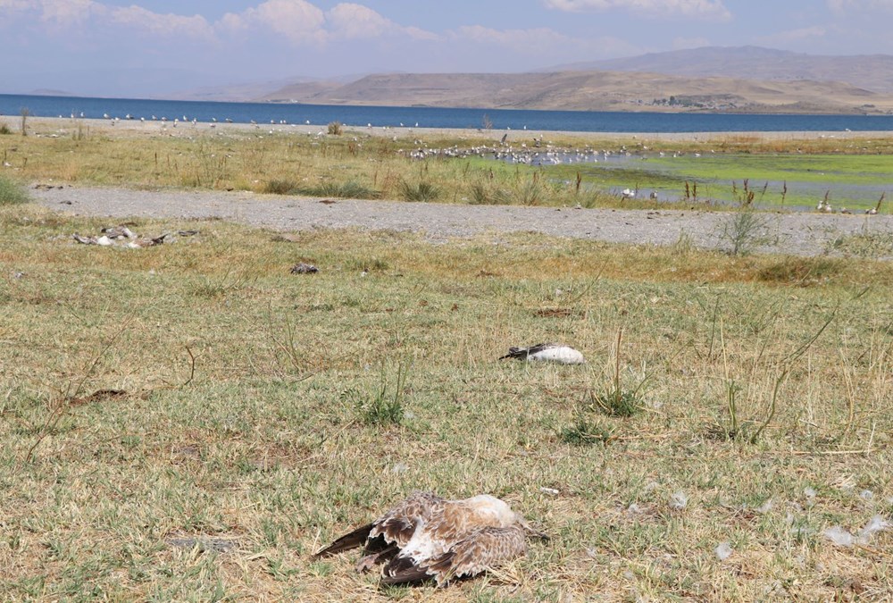 Van'da martı ölümlerinin nedeni belli oldu: Açlık ve stres - 9