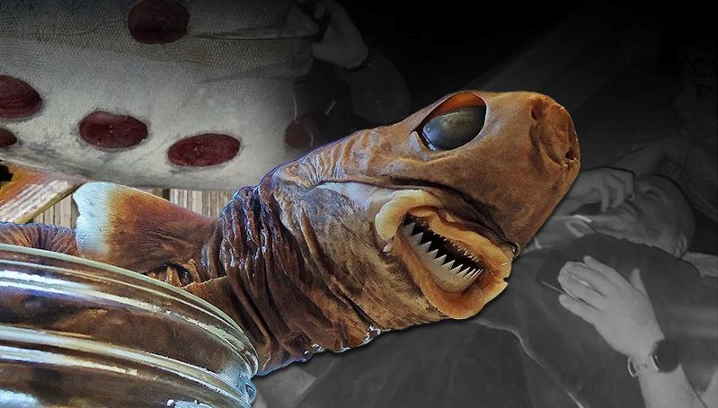 Türk yüzücüyü yaralamıştı: Ürkütücü 