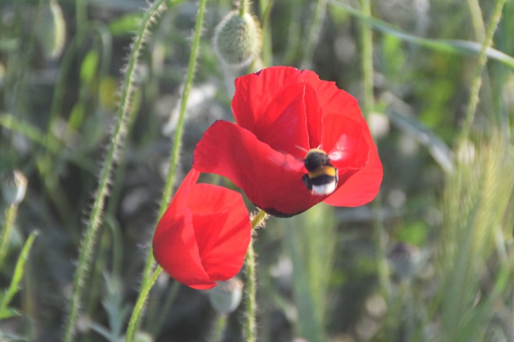 Bodrum'da yanan orman alanları yeşermeye başladı - 8