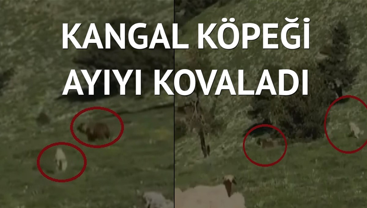 Koyunlara saldırmaya hazırlanan ayıyı böyle uzaklaştırdı