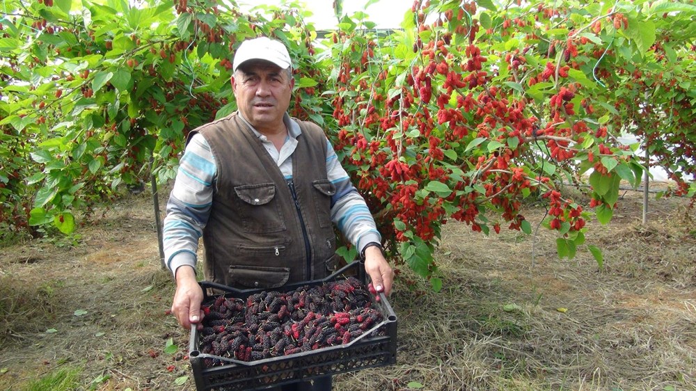 Bahçeden Sofraya Lüks Lezzet: Mersin’in 100 Liralık İhracat Yıldızı 74 6rkR9euJEEeQAQdW2k2FYQ