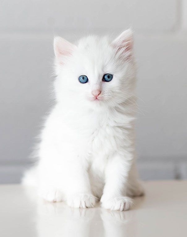 White kitten