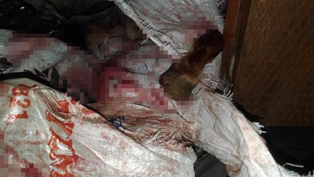 İstanbul'da at eti baskını: Kamyonette at eti ve sakatat, ahırda 3 at bulundu - 2