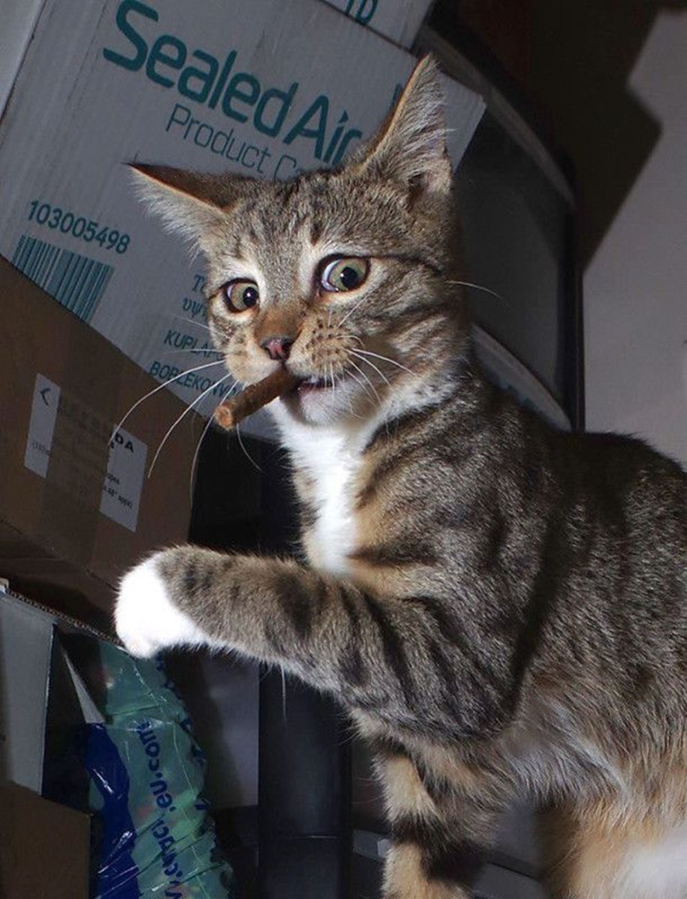 2020 Mars Petcare Komik Hayvan Fotoğrafları Yarışması'nın finalistleri - 7