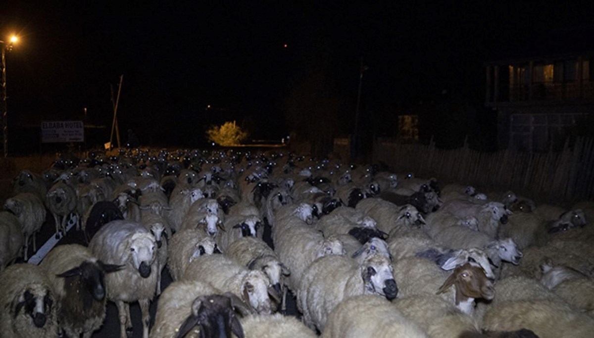 Otomobil sürünün arasına daldı