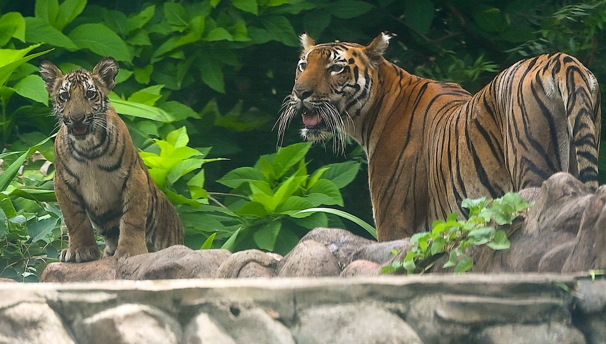 Bangladeş, Bengal kaplanlarının doğaya salınması planını durdurdu