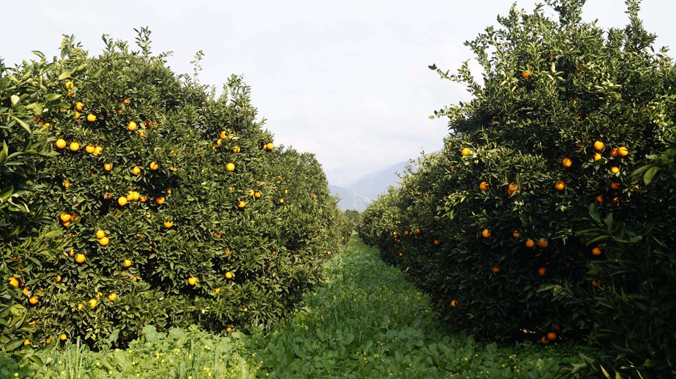Salgın ve düşük rekolte portakalın fiyatını uçurdu: Dalında 4 lira - 2