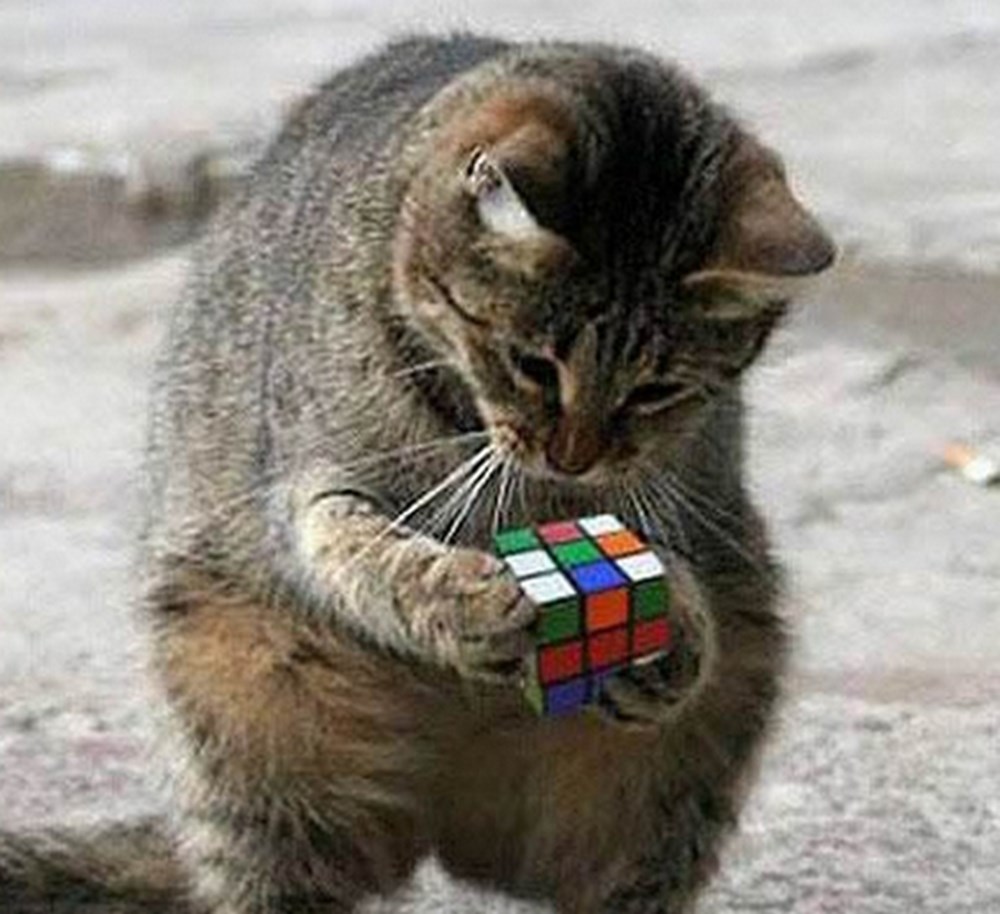 Bir kedi her şey olabilir Magazin Haberleri NTV