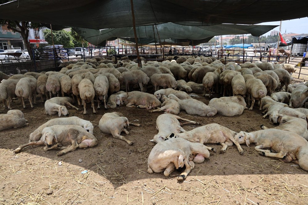 Kurbanlıklar görücüye çıktı: 13 bin liradan başlıyor 73 6zJ9Of6iRUGy2mbu4qPaFQ