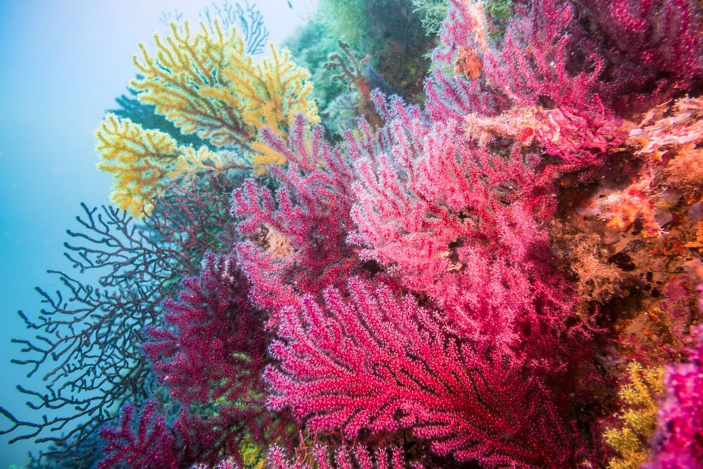 Yeni rapor: Küresel ısınma, on yılda dünyadaki mercanların yüzde 14'ünü öldürdü - 8