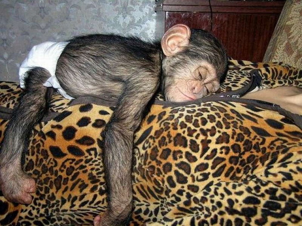 Сколько живут обезьяны в домашних