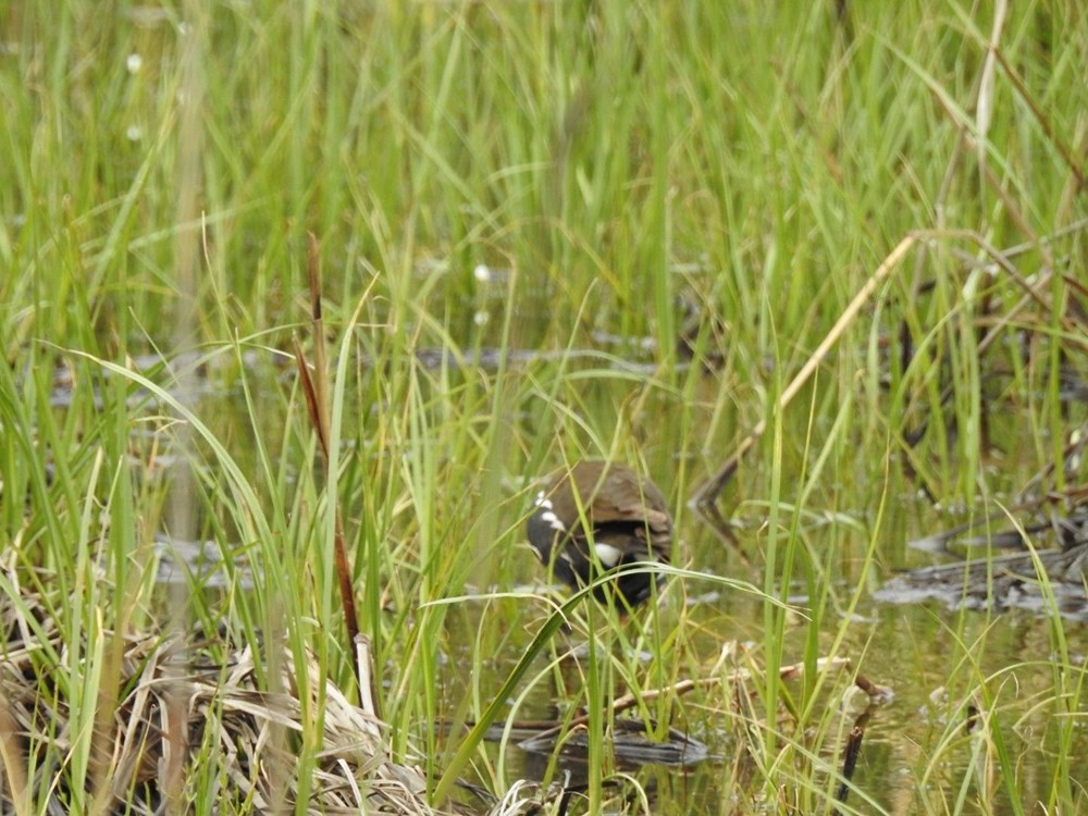 Az tipler ortasında yer alıyor: 10 yıl sonra birinci defa Manisa'da görüldü 76 7