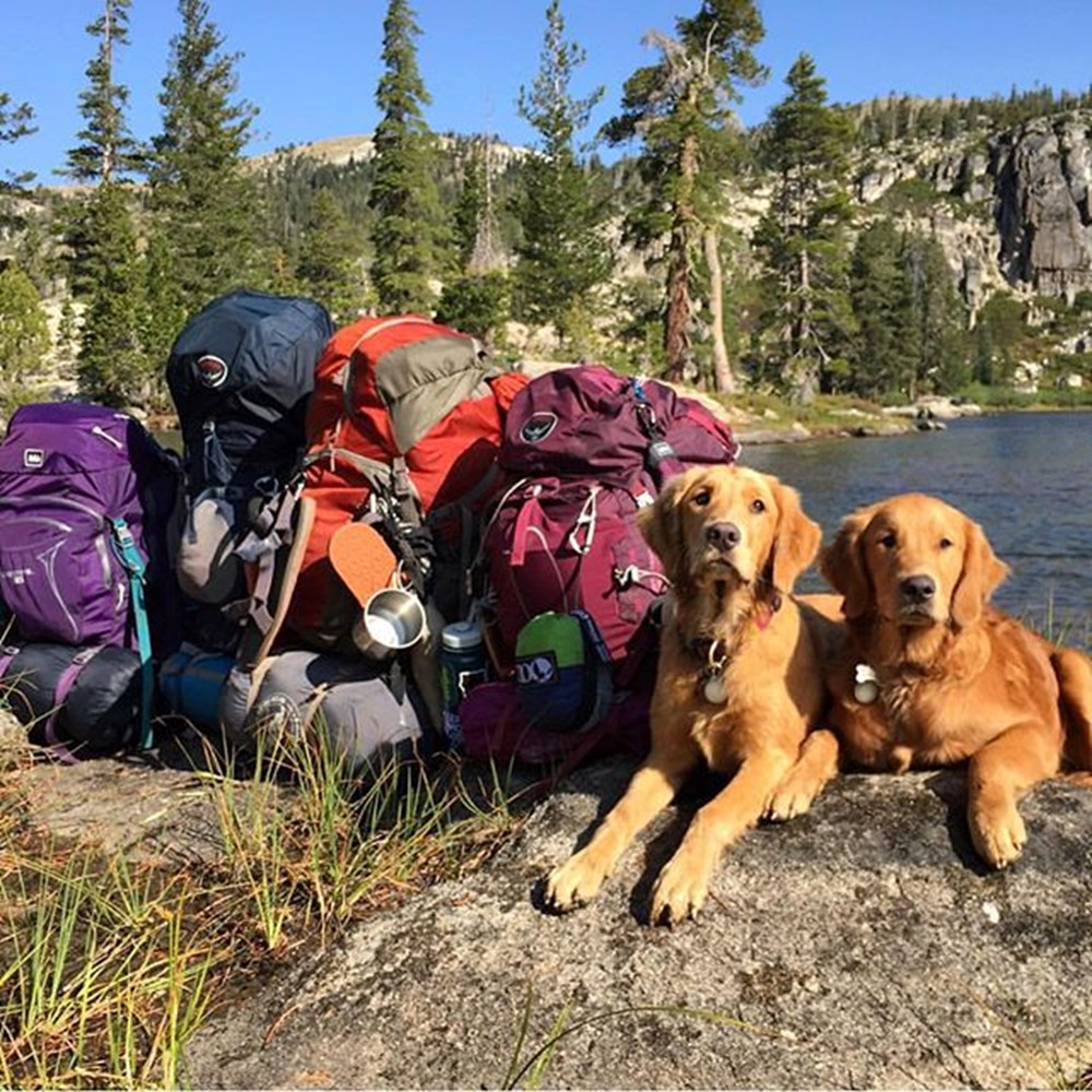 Кемпинги с собакой. Камп собака. Кемпинг с собакой обои. 3dog Camping.