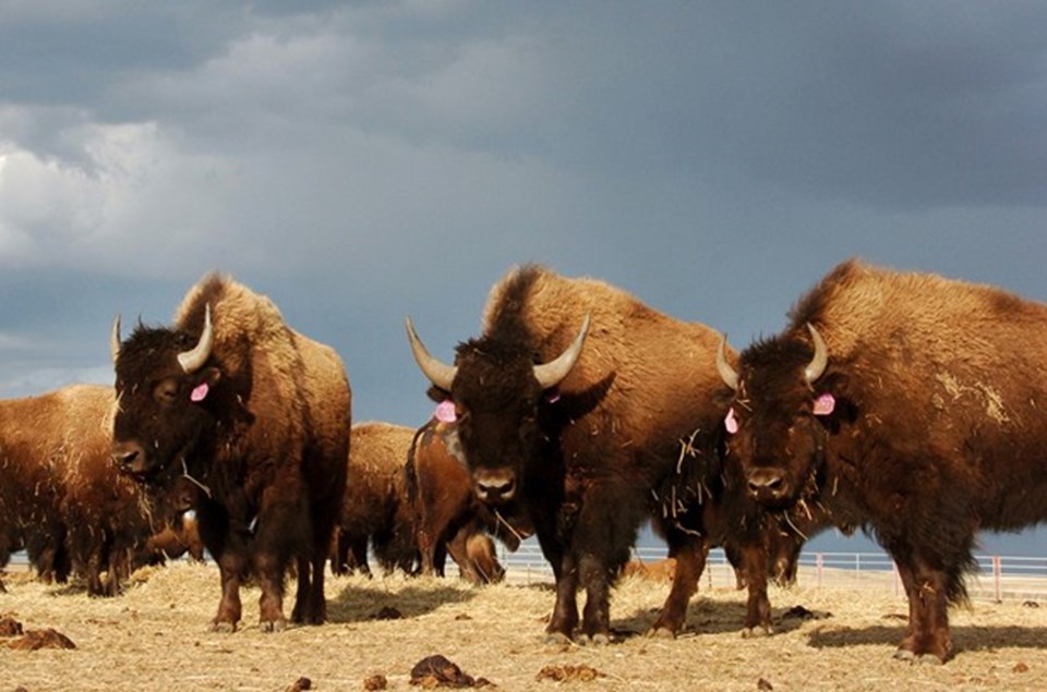 ABD’nin Büyük Kanyon Ulusal Parkı’nda yaşayan 400 bizonu öldürecek gönüllüler aranıyor - 1