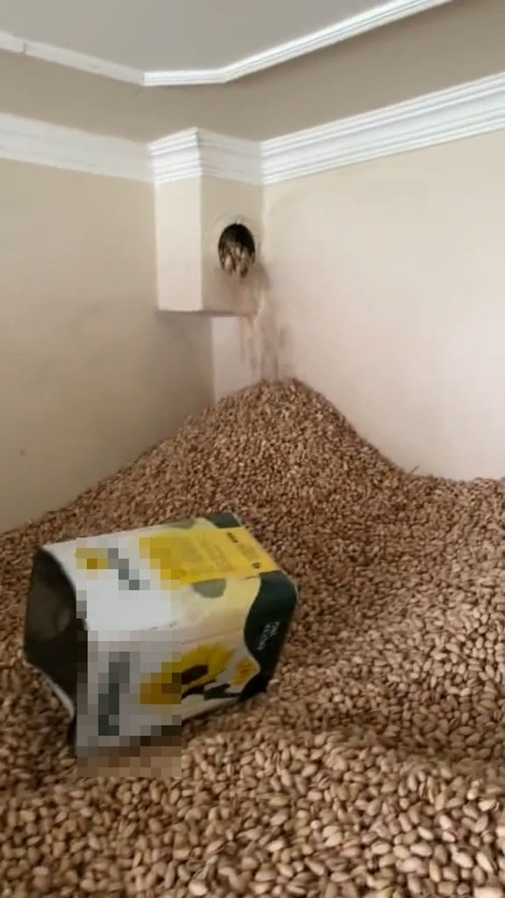 Fıstık deposunda tepki çeken görüntü - 5