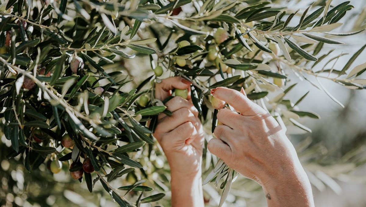 Zeytin yaprağı özütü sağlığınızı nasıl iyileştirebilir? Bu faydaları çok az biliniyor Zeytin yaprağı özütü sağlığınızı nasıl iyileştirebilir? Bu faydaları çok az biliniyor