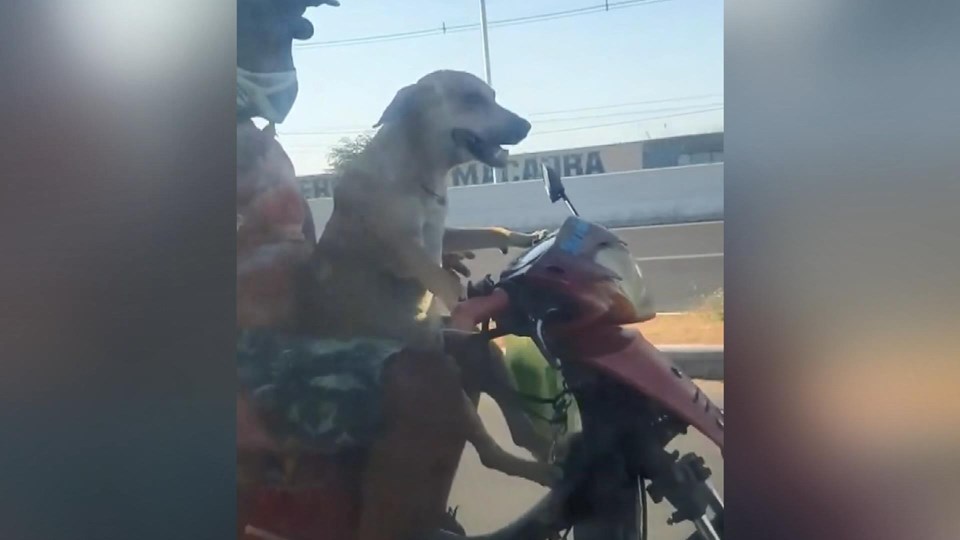 Motosiklet süren köpek sosyal medyada büyük ilgi gördü - 3
