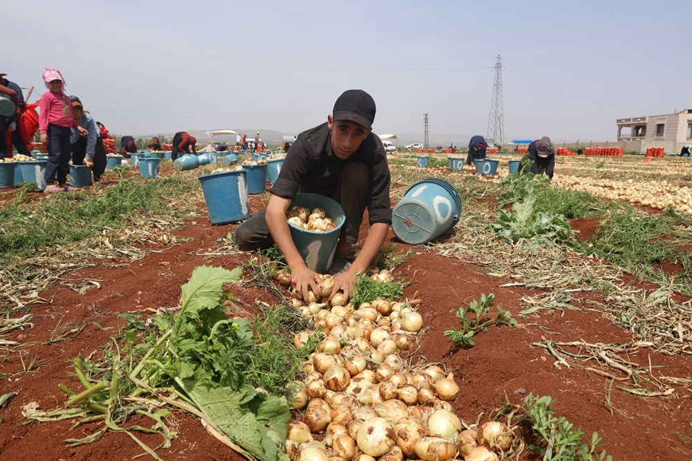 Hatay'da soğan hasadı başladı, rekolte çiftçinin yüzünü güldürdü: Tarlada kilosu 15-20 TL 73 74 JzLabD0KiE0P7sBOF g