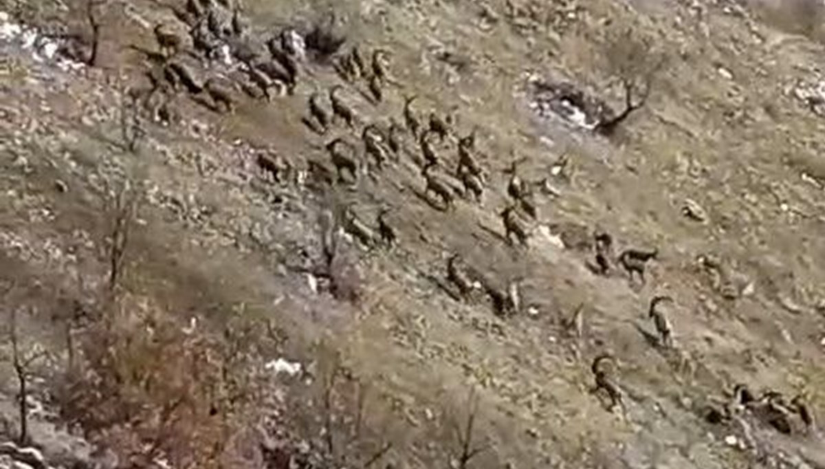 Nesli tükenme tehlikesi altındaydı! Sürü halinde görüntülendi Nesli tükenme tehlikesi altındaydı! Sürü halinde görüntülendi