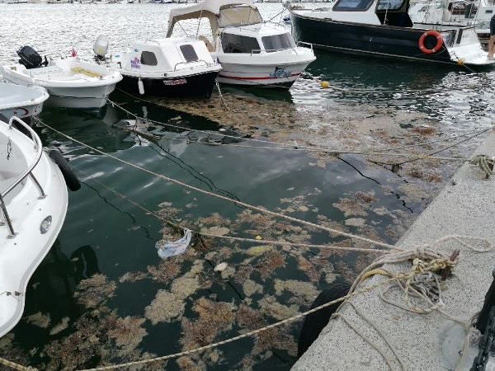 İstanbul Silivri'de toplu yengeç ölümü: Müsilaj kaynaklı olabilir - 1