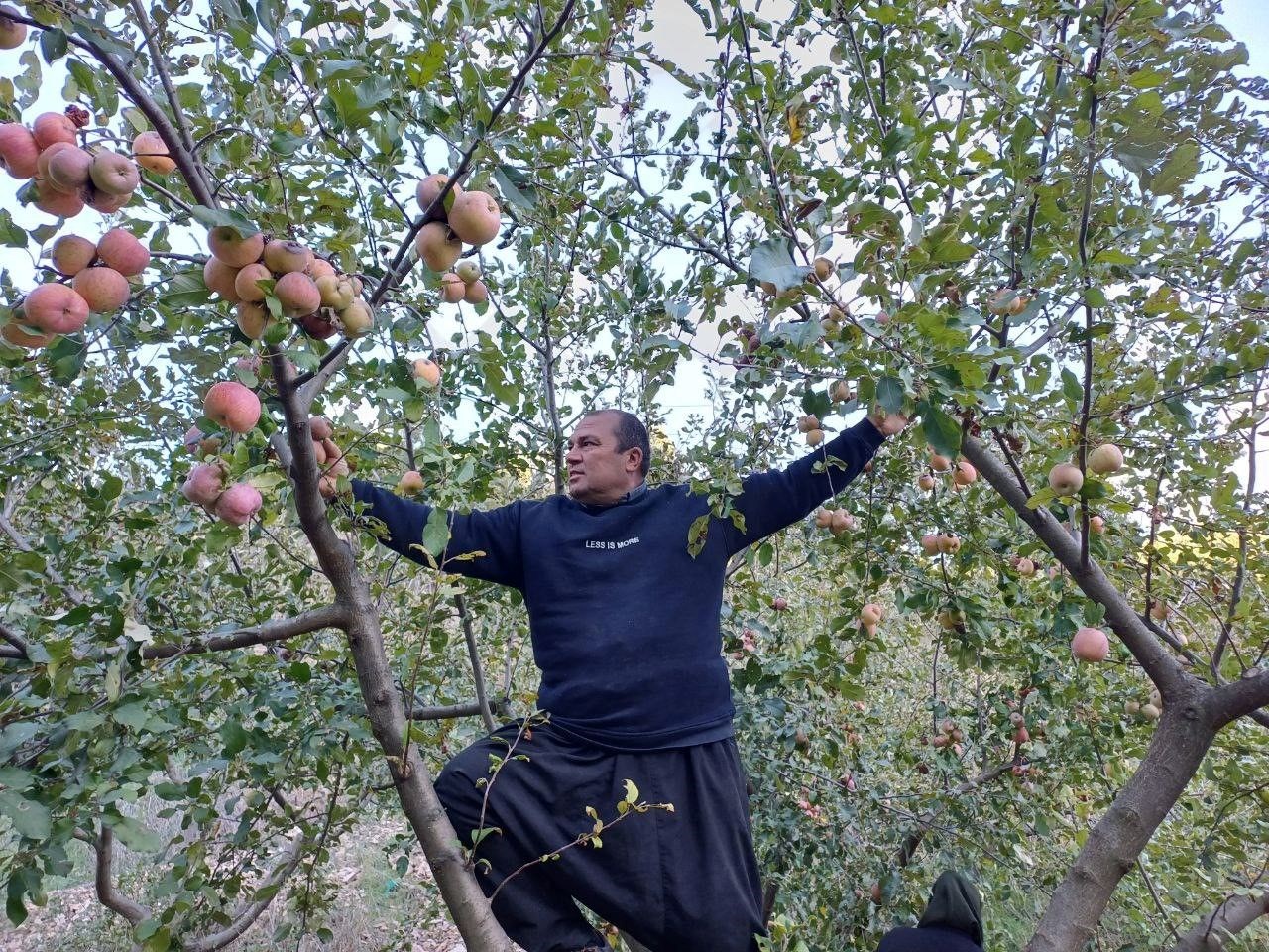 With the weather getting colder the apple harvest came early this year