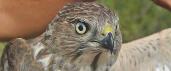Afrikali Atmaca Turkiye De Halkalandi Son Dakika Turkiye Haberleri Ntv Haber