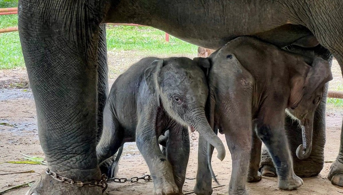 Annesinin ormanda terk ettiği bebek fil kurtarıldı