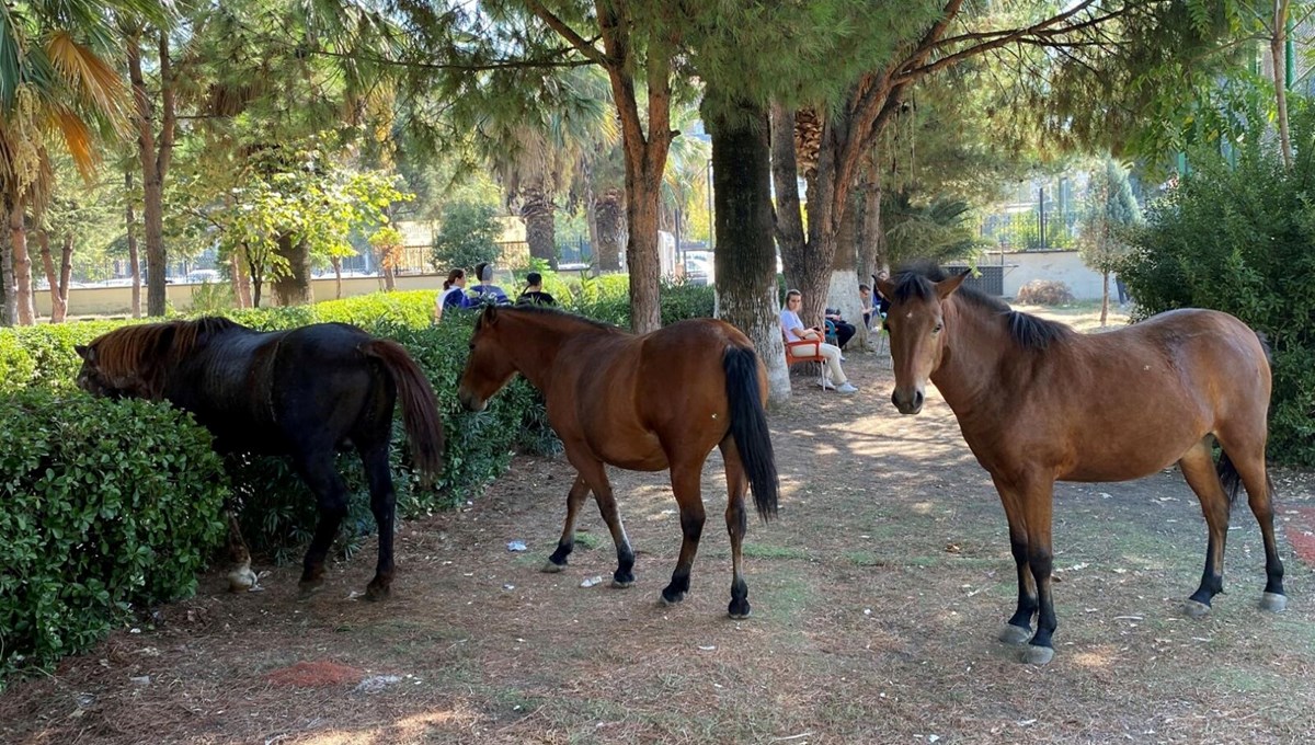 Yılkı atları şehre indi Yılkı atları şehre indi