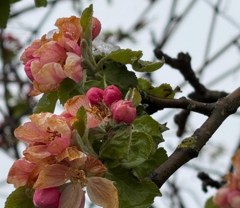 79kZckrzBk gc1WTgSP2hw