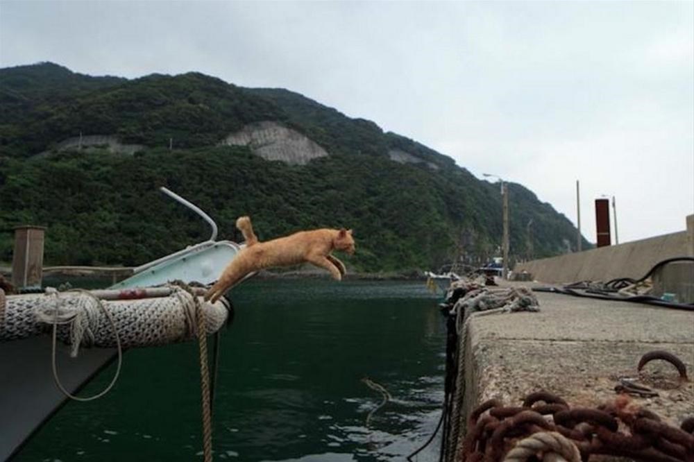 Достигнули менее. Остров Тасиро. Кошачий остров в Японии. Остров котиков в Японии. Остров кошек в индийском океане.