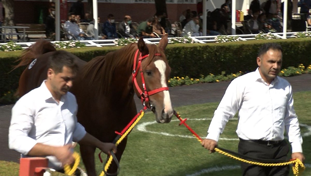 Daire fiyatına tay: Şampiyon atın yavrusu 780 bin TL’ye satıldı