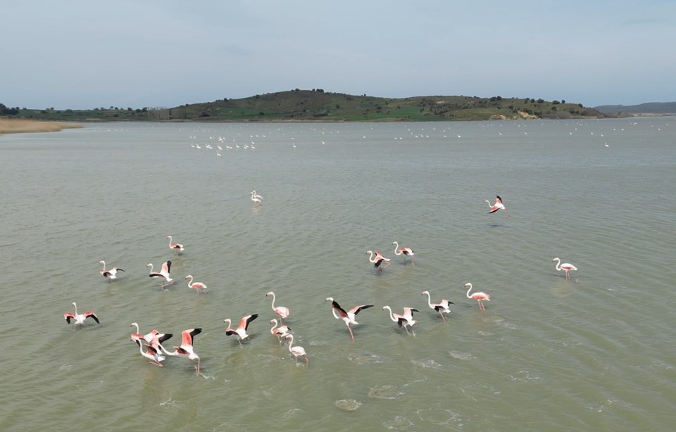 Göçmen flamingolar Tarihi Gelibolu Yarımadası'na geldi - 1
