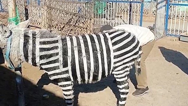 Zebra bulamadılar, eşekleri boyadılar: 