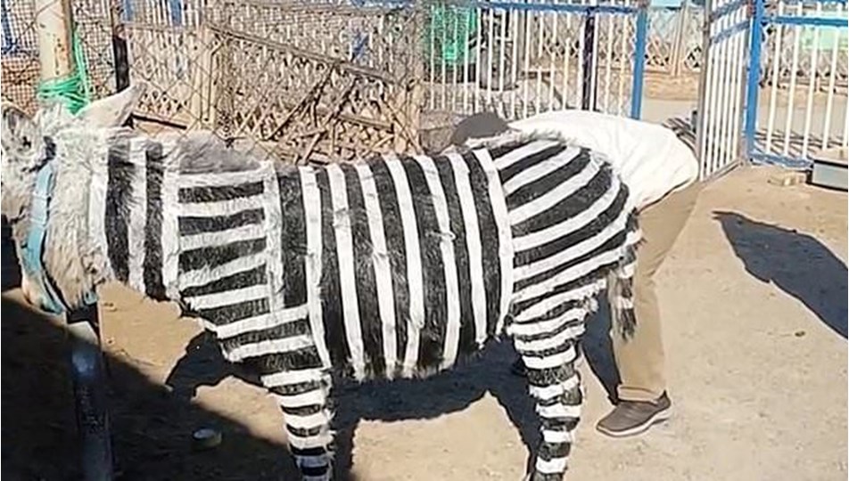 Zebra bulamadılar, eşekleri boyadılar: "Yalnızca pazarlama stratejisi"
