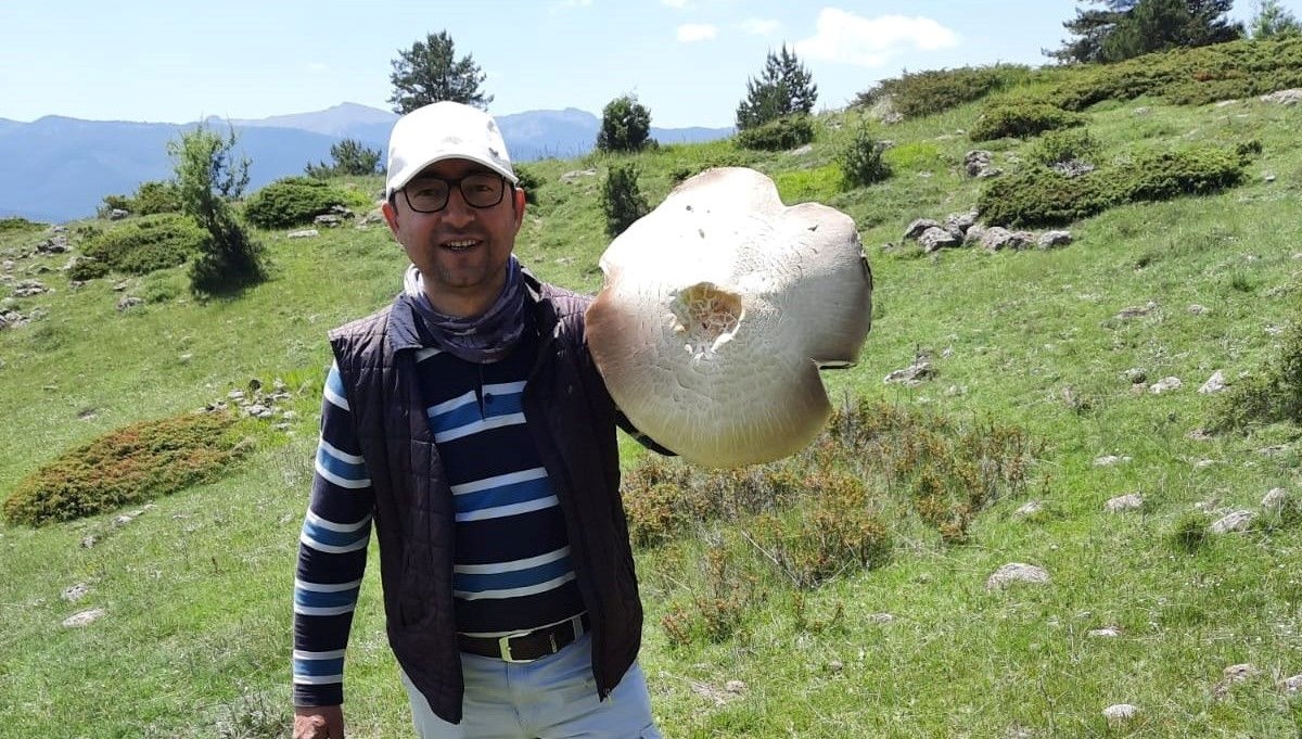 Tepsi büyüklüğündeki içi kızıl mantar görenleri şaşırttı