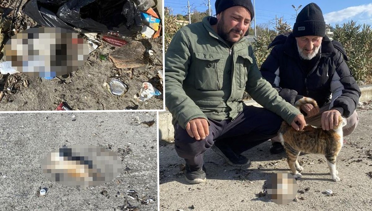 İstanbul’da dev dalgaların arasında kalan kediler boğuldu İstanbul’da dev dalgaların arasında kalan kediler boğuldu