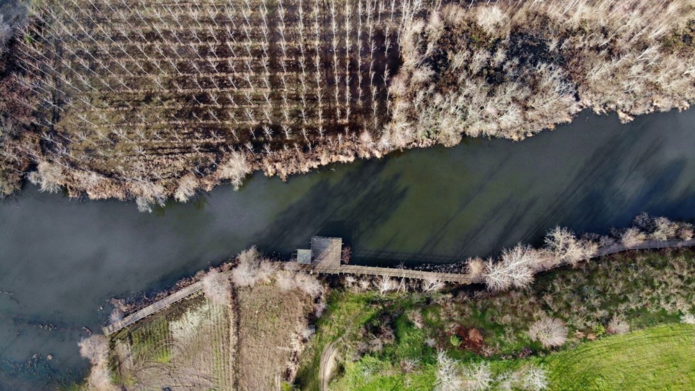 Dünyada ikinci, Türkiye'de ise tek parça halindeki en büyük longoz: Sakarya Acarlar Longozu - 18
