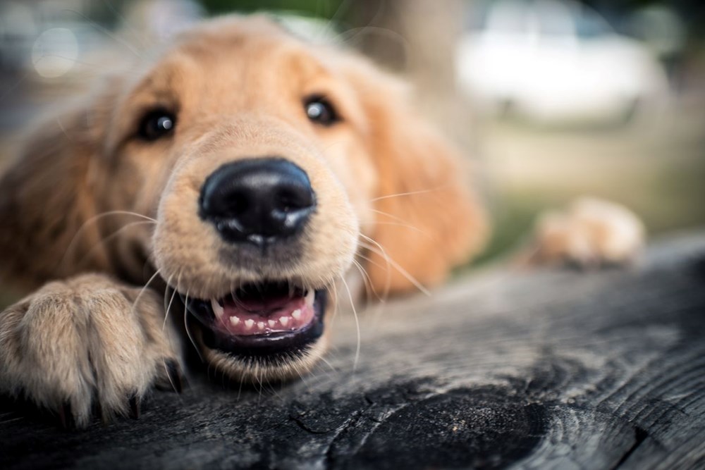 Köpekleri benzersiz burun izlerinden tanıyabilen mobil uygulama geliştirildi - 3