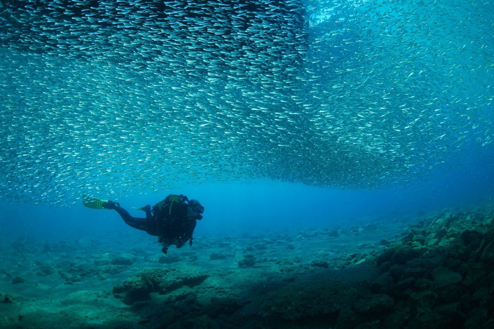 The hidden and colorful world of the Mediterranean - 8