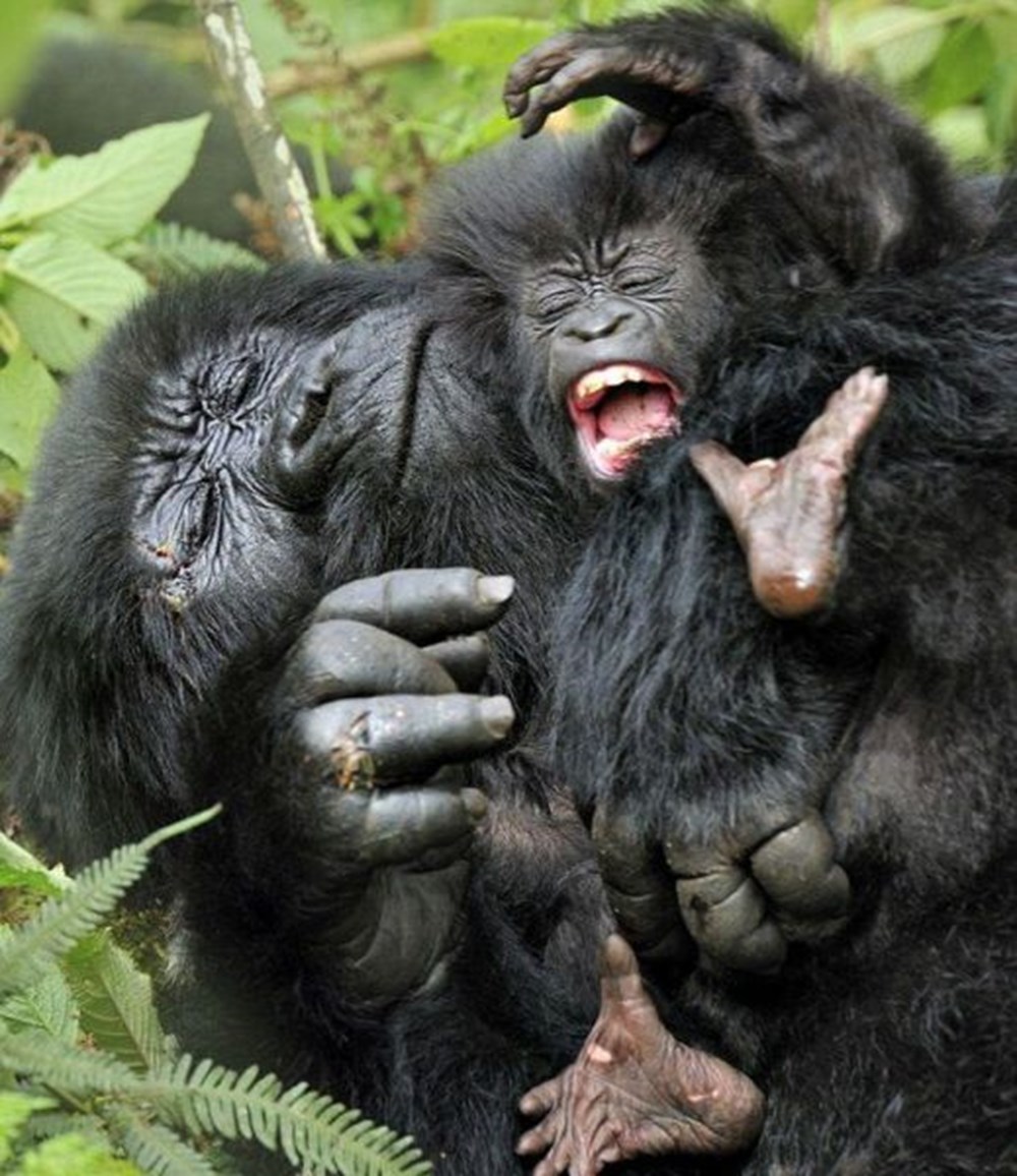 Фото гориллы смешные. Прикольная горилла. Горилла прикол. Горилла держит. Горилла угар
